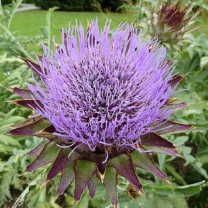 Graines d'Artichaut ‘Gros Vert de Laon - Graines de Cynara scolymus