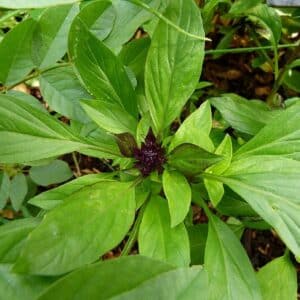 Graines Thaï à feuilles larges - Graines d'Ocimum basilicum var. thyrsiflora