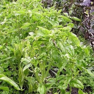 Graines de Basilic Thaï à feuilles larges - Graines d'Ocimum basilicum var. thyrsiflora