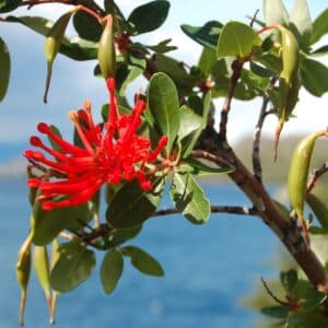 Fleurs et fruits d'Embothrium coccineum ou Arbre de feu du Chili, Graines d'Embothrium coccineum, Graines d'Arbre de feu du Chili, Graines de Notro