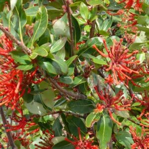 Embothrium coccineum en fleur, Floraison et feuillage de l'Arbre de feu du Chili