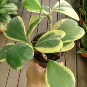 Culture en pot suspendu de Hoya kerrii 'Variegata' ou Hoya d'Amour panaché, Plant de Hoya kerrii 'Variegata', Plant de Hoya d'Amour panaché