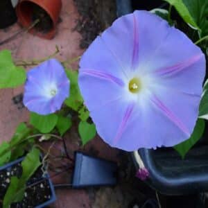 Graines d'Ipomoea tricolor cv Flying Saucers - Graines d' Ipomée ‘Flying Saucers