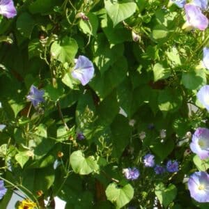 Graines d'Ipomoea tricolor cv Flying Saucers - Graines d' Ipomée ‘Flying Saucers