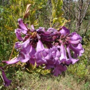 Graines de Jacaranda copaia - Graines de Para-para