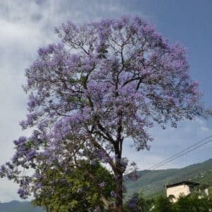 Graines de Jacaranda copaia - Graines de Para-para