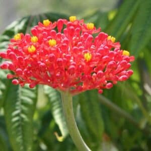 Graines de Jatropha multifida - Graines de Plante corail