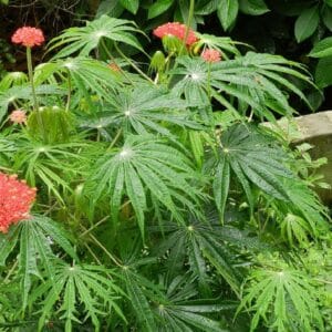 Graines de Jatropha multifida - Graines de Plante corail