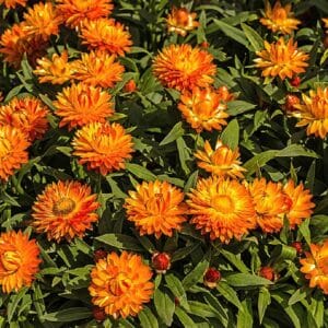 Graines de Lampranthus aureus - Graines de Ficoïde orange