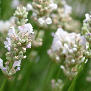 Inflorescence de Lavandula angustifolia 'Alba', Epis de fleurs de Lavande vraie blanche, Graines de Lavandula angustifolia 'Alba', Graines de Lavande vraie blanche