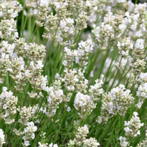 Floraison de Lavandula angustifolia 'Alba', Fleurs de Lavande vraie blanche, Graines de Lavandula angustifolia 'Alba', Graines de Lavande vraie blanche