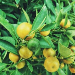 Graines de Lemonquat - Graines des Citrus aurantifolia fortunella (CCO)