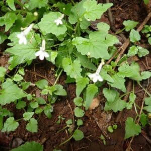 Graines de Lobélie blanche - Graines de Lobelia pendula