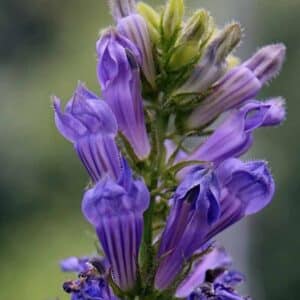Graines de Lobélie bleu Saphir - Graines de Lobelia pendula