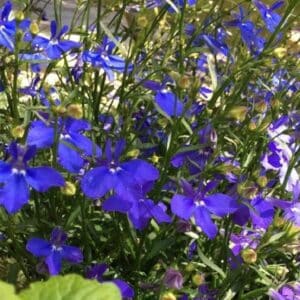Graines de Lobélie bleu Saphir - Graines de Lobelia pendula