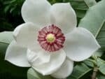 Graines de Magniola Sieboldii - Graines de Magnolia de Siebold