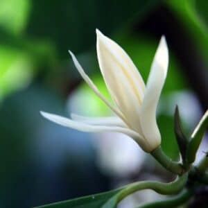 Graines de Magnolia alba - Graines de Champaca blanc