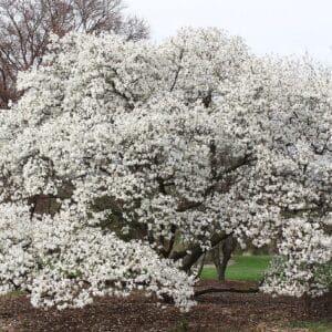 Graines de Magnolia kobus - Graines de Magnolia de kobé