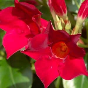 Graines de Mandevilla sanderi rouge - Graines de Dipladenia sanderi