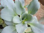 Graines de Mertensia maritima - Graines de Plante huître