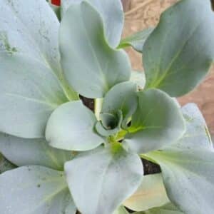 Graines de Mertensia maritima - Graines de Plante huître