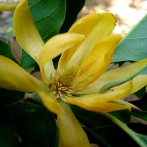 Graines de Michelia champaca - Graines de Joy perfume tree