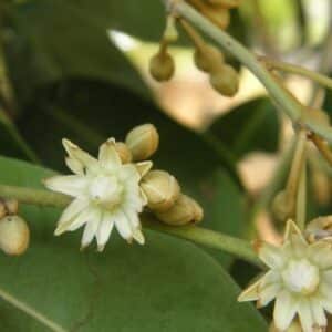 Graines de Mimusops elengi - Graines de Coing de Chine
