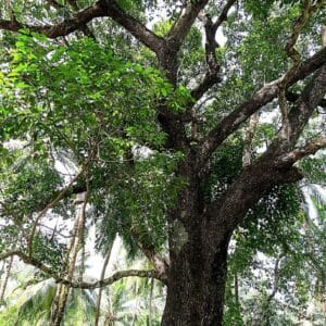 Graines de Mimusops elengi - Graines de Coing de Chine