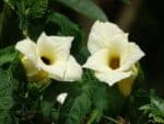 Graines de Momordica cochinchinensis - Graines de Courge de Cochinchine – Gac