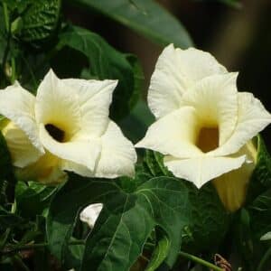 Graines de Momordica cochinchinensis - Graines de Courge de Cochinchine – Gac