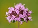 Graines d'Origanum vulgare - Graines d'Origan commun