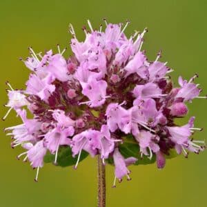 Graines d'Origanum vulgare - Graines d'Origan commun