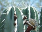 Graines de Pachycereus weberi - Graines de Cactus cierge de Weber
