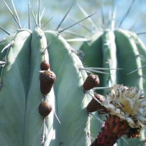 Graines de Pachycereus weberi - Graines de Cactus cierge de Weber