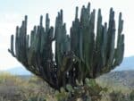 Graines de Pachycereus weberi - Graines de Cactus cierge de Weber