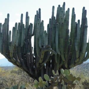 Graines de Pachycereus weberi - Graines de Cactus cierge de Weber