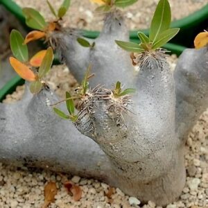 Culture en bonsaï de Pachypodium eburneum ou Isalo Palm, Graines de Pachypodium eburneum, Graines d'Isalo Palm