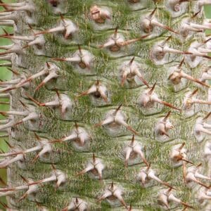 Graines de Pachypodium lamerei - Graines de Palmier de Madagascar