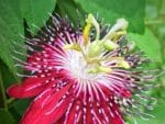 Graines de Passiflora cinnabarina - Graines de la Passion rouge
