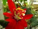 Graines de Passiflora coccinea - Graines de Passiflore écarlate