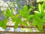 Graines de Passiflora coccinea - Graines de Passiflore écarlate