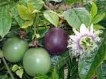 Graines de Passiflora edulis - Graines de Grenadille