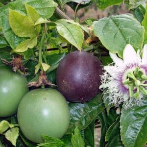 Graines de Passiflora edulis - Graines de Grenadille