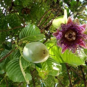 Graines de Passiflora quadrangularis - Graines de Grenadille géante