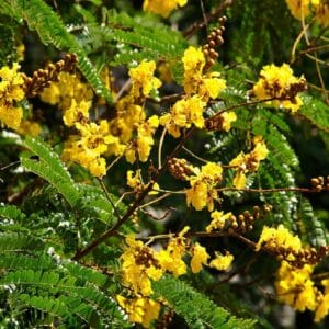 Graines de Peltophorum pterocarpum - Graines de Flamboyant jaune