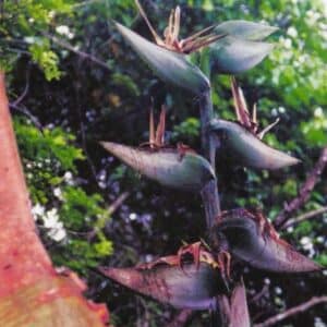 Graines de Phenakospermum guyannense - Graines de Ravenala guyannensis