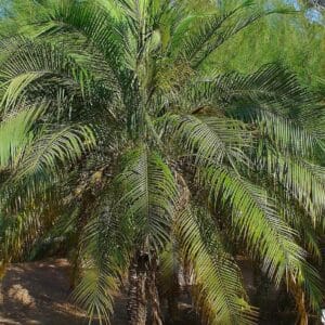 Graines de Phoenix roebelenii - Graines de Palmier dattier nain