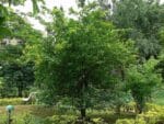 Graines de Plant de Citrus medica var. ‘Digitata’ - Graines de Cédratier Main de Bouddha