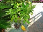 Graines de Plant de Citrus medica var. ‘Digitata’ - Graines de Cédratier Main de Bouddha