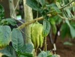 Graines de Plant de Citrus medica var. ‘Digitata’ - Graines de Cédratier Main de Bouddha